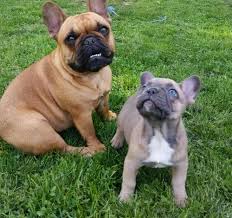 We are not sure of her complete story, all that we know is that she was bought of gum tree to hopefully fit in with her new family but unfortunately things didn't work out and they asked. French Bulldog Puppy For Sale Adoption Rescue For Sale In Middletown New York Classified Americanlisted Com