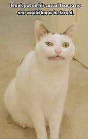 Neat Funny Cat Photos Free Download Nice Funny Pictures Funny Animals Crazy Cats