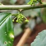 Image result for Erythrococca
