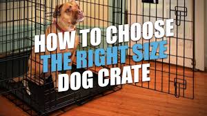 dog crate sizes how to size a dog crate for a perfect fit