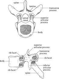 The spinal column formed by the thoracic vertebrae protrudes posteriorly to form the convex thoracic curve of the spine. Thoracic Vertebrae An Overview Sciencedirect Topics