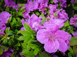 21,159 likes · 131 talking about this. Buy Autumn Lilac Encore Azalea For Sale The Tree Center