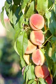 How To Grow Peach Trees Gardeners Path
