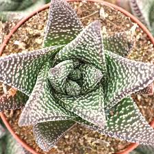 Image result for Virectaria