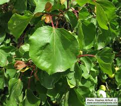 Image result for Prunus armeniaca