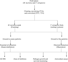 Image result for Monodora minor