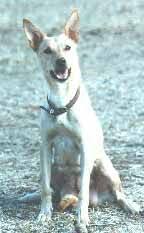 Cream Kelpies The Blondes Australian Kelpie Dog Australian Kelpie Working Dogs