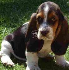 Basset Hound Beagle Basset Hound Beagle Dog Basset Hound Puppy Hound Puppies Basset Hound Beagle