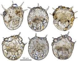 Image result for Centropodia