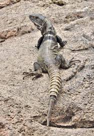 Spiny Tailed Iguana Tucson Herpetological Society Iguana Reptiles Lizard