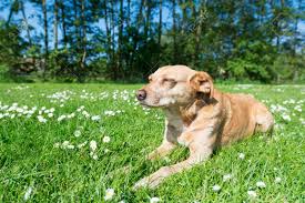 Affordable and search from millions of royalty free images, photos and vectors. Cross Breed Dog Laying In Grass And Flowers Stock Photo Picture And Royalty Free Image Image 39486381