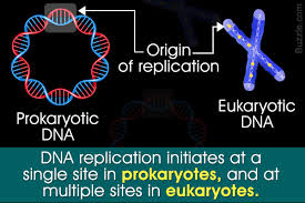 Prokaryotic Vs Eukaryotic Dna Replication Dna Replication Science Notes Dna