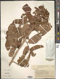 Image result for Combretum falcatum