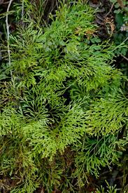 Image result for Lindsaeaceae