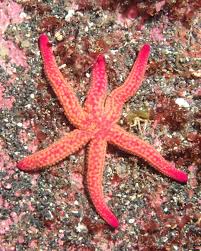 Image result for Disperis sp. nov. aff. bifida