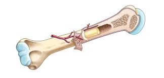 Start studying long bone labeled. Long Bone Structure Diagram Quizlet