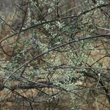 Image result for Asparagus krebsianus