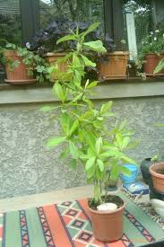 Image result for Synadenium cupulare