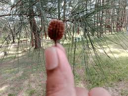 Image result for Casuarina verticillata