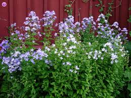 These campanula latifolia are usually call bluebells, for the shape of their flowers. Giant Bellflower Campanula Latifolia Flowers Naturegate