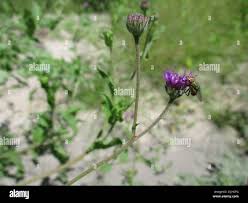 Image result for Erlangea