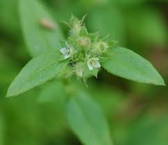 Image result for Landolphia incerta