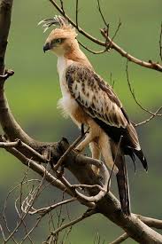 Birds Of Prey Cape Cod Hair Stylist Crested Hawk Eagle Juv Pet Birds Beautiful Birds Birds Of Prey