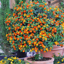Hochstammchen Fur Den Garten Wandelroschen Pflanzen Kubelpflanzen