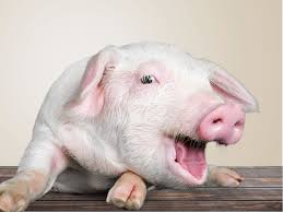 Pigs are intelligent mammals that can be found on every continent except antarctica! Video Pigs Use Tools To Build A Nest A Sign Of Animal Intelligence Vox