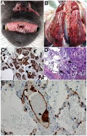 For decades, a colony of wild african green monkeys has lived in a thick mangrove. Niv Pathogenesis In The African Green Monkey Panels A B D And E Download Scientific Diagram