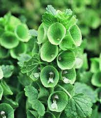 Amazon Com Bells Of Ireland 150 Seeds Shell Flower Moluccella Laevis Easy Grow Combsh I37 Garden Outdoor Fragrant Plant Flower Seeds Flower Petals
