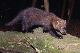 Far worse to fishers, however, is hunting. Facts About Fishers In The Adirondacks