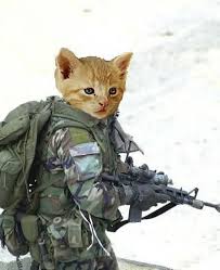 Army Cats Every Body Was Kitty Fu Fighting Army Cats Funny Animals Funny Cat Pictures