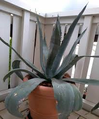 Mit etwa drei bis fünf jahren ist sie ausgewachsen. Aloe Vera Topf In Bad Camberg Bad Camberg Auf Kleinanzeigen De