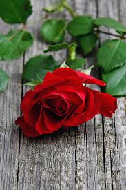 Solo ribadire che ti penso ancora, che sono ancora innamorato di te. Rosso Rosa Rossa Amore Romantico Rose Natura Romanza Bellezza San Valentino Sfondo Rosa Pikist