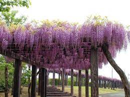 Sights Events And Activities Info In Kyoto Fuji Flower Viewing Fuji Kyoto Flowers
