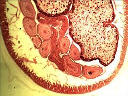Animal cells need a small drop of iodine or methylene blue to be seen. Animal Cell Close Up Animal Cell Microscopic Cells Ag Science