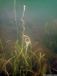 Image result for Vallisneria