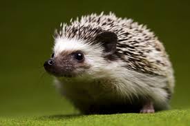 Little Cute Animal Hedgehog Animal Cool Pets Cute Animals