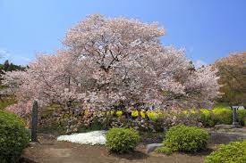 刈 宿 の 下馬 桜
