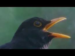 Bird That Sounds Like An Owl In The Morning طائر الشحرور Blackbird طائر الشحرور لطالمنا شاهدنا ذلك العصفور الاسود ذو التغريد الذي يربطنا دائما بالطبيعة و هدوئها Black Bird Blackbird Song Nightingale Bird