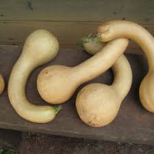 Image result for Cucurbita moschata