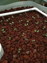 2 Factors That Determine Aquaponics Fish Tank Size On Aquaponics