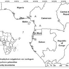 Image result for Psychotria bugoyensis