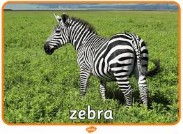 The grevy's zebra is the largest species of zebra and is found in kenya, somalia and ethiopia in eastern africa. What Is A Zebra Zebra Habitat And Facts