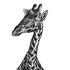 Download this premium vector about realistic giraffe vector, hand drawn animal illustration, and discover more than 14 million professional graphic resources on freepik. Giraffe Realistic Portrait Of African Animal Vintage Engraving Vector Illustration Art Black And White Hand Drawing Head Of Giraffe Is Close Up Funny Facial Expressions Of Wildlife Animal Tasmeemme Com