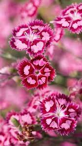 Dianthus Dianthus Flowers Dianthus Spp Are Also Called Pinks They Belong To A Family Of Plants Which I Beautiful Flowers Dianthus Flowers Pretty Flowers