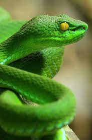 Evrthquake Pit Viper Bug Eye Pit Viper Viper Snake Beautiful Snakes