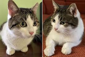 Meskipun kucing sendiri adalah hewan yang imut dan menggemaskan, bagaimana mungkin mimpi digigit kucing putih justru sebaliknya. Katanya Bisa Beri Petunjuk Lewat Mimpi Kucing Biasa Ini Dijual Rp4 4 Miliar Mau