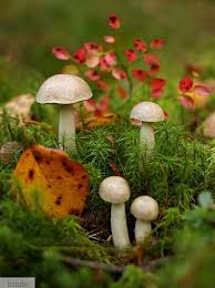 Pin By Kyrie Mist On Fairy Places I Would Love To Create For My Own Stuffed Mushrooms Plants Magical Mushrooms